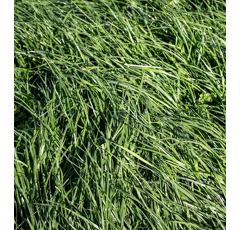 Festuca elevada - Swaj - R1