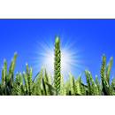 Winterweizen - RGT Reform