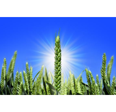 Winterweizen - RGT Reform