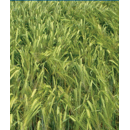 Cebada de Invierno  - CIB 777