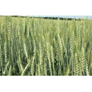 Winterweichweizen - Edelmann - BIO