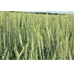 Winterweichweizen - Edelmann - BIO