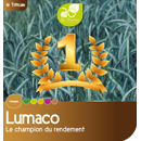 Triticale - Lumaco