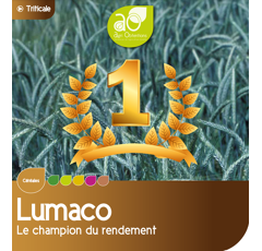 Triticale - Lumaco
