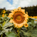 Sonnenblume - SY ARCO BIO