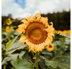 Sonnenblume - SY ARCO BIO