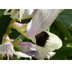 Winterackerbohne Augusta BIO