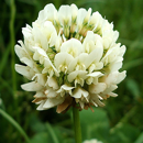 Trèfle blanc intermédiaire - Apolo