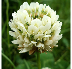 Mittelblättriger Weißklee - APOLO