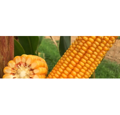 Saatmais - Asimov (S250 K250) | HAUPTSAATEN