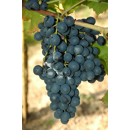 Tafeltraube - Königliche Esther - Blau