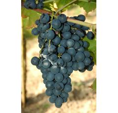 Tafeltraube - Königliche Esther - Blau