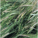 Cebada de invierno - RUBIANA