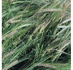 Cebada de invierno - RUBIANA