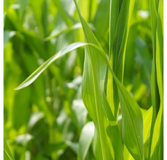 Tacitus (Talius) | Fungizid