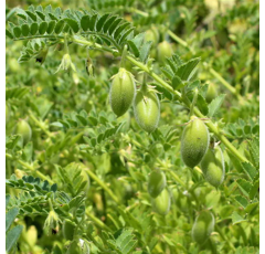 Pois chiche - Cicerone