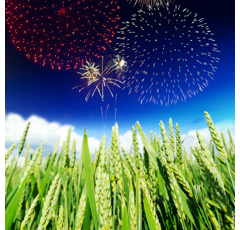 Blé tendre d'hiver - KWS Extase