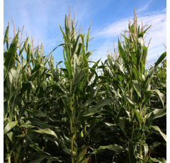 Saatmais - KWS Bernardino (S240 K230) KWS