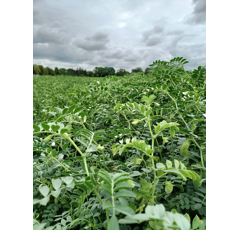 Kichererbse - Analisto