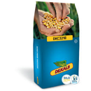 Saatmais - DKC 3218 (S210 K220) DEKALB