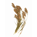 Rispenhirse - Kornberger