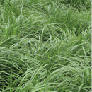 Ray-grass Westerwold - Vallivert (4n) - Ecológico