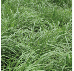 Ray-grass Westerwold - Vallivert (4n) - Ecológico