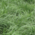 Ray-grass Westerwold - Vallivert (4n) - Ecológico