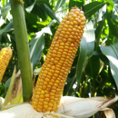 Saatmais - MAS 275L (S270) MAS SEEDS