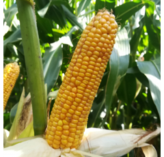 Saatmais - MAS 275L (S270) MAS SEEDS