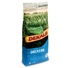 Maïs grain 380 - DKC4598