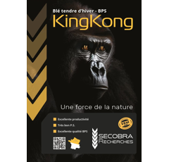 Blé tendre d'hiver - King Kong