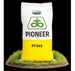 Colza oleaginosa híbrida - PT 303 Pioneer