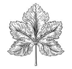 STARCHEM FOLPET 80 (Folpan 80 WDG) | Kontakt-Fungizid