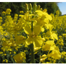 Winterrübsen - FINITO