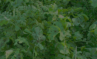 AGRICO_SEEDS_Forageseeds&covercrops_050124