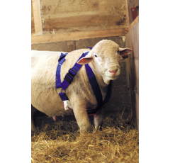 Harnais bélier super nylon bleu KAMER