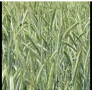 Dankowski Opal ÖKO - Winterroggen