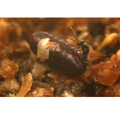 BIOWASP - Lutte contre les mouches | Bestico