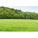 Pois protéagineux jaune de printemps - Iconic
