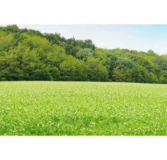 Pois protéagineux jaune de printemps - Iconic