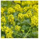 Nematodenresistenter Gelbsenf - RUMBA
