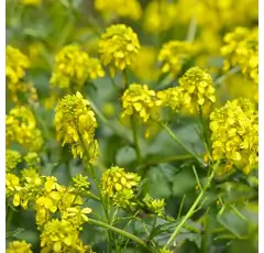 Nematodenresistenter Gelbsenf - RUMBA
