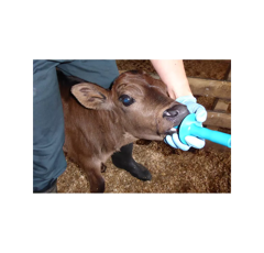 Lot de 10 Sacs de colostrum avec embout et tube - ANTAHI