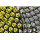 Tournesol linoléique précoce - RGT Allegro - CLP