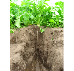 Zwischenfruchtmischung - TerraLife SolaRigol-R