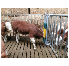 Brosse à ressort avec cadre de protection pour taureaux | PATURA