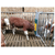 Brosse à ressort avec cadre de protection pour taureaux | PATURA