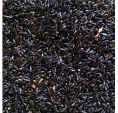 Ramtillkraut - Niger