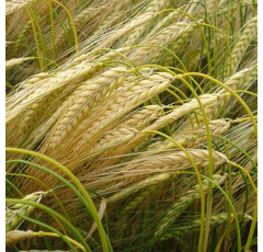Cebada de invierno - NURE